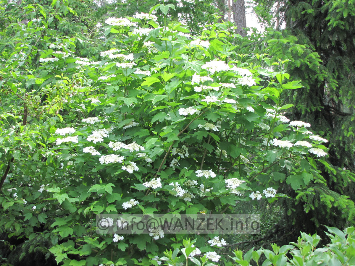 Viburnum opulus 03 Strauch.JPG